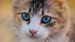 Kedilerin Evrimsel Serüveni: Avlanma Becerilerinden Sosyal Yapılarına Uzanan Yolculuk