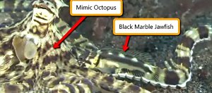 Taklitçi Ahtapotu Taklit Eden Balık!