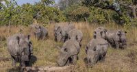Well-known rhinocerous breeder among 6 arrested in South Africa over $14 million rhino horn trafficking scheme