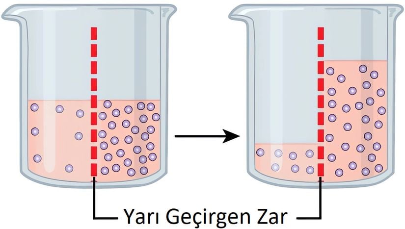 Osmozda su her zaman daha yüksek konsantrasyonlu bir alandan daha düşük konsantrasyonlu alana doğru hareket eder. Bu sistemde çözünen madde seçici geçirgen zardan geçemez.