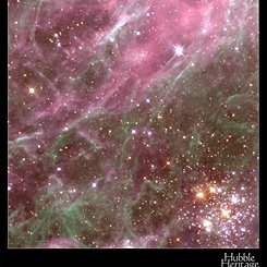 Denizen of the Tarantula Nebula