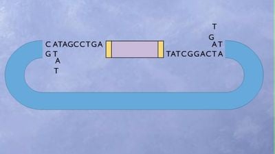 Gibonlar ve Alu Retrotranspozonu: Genlere Bakarak Evrimin Yaşandığını Nasıl Anlıyoruz?