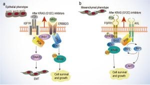 Breakthrough Discovery Could Revolutionize KRAS Cancer Targeting