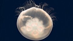 Parahoxlu Hayvanlar (Parahoxozoa)