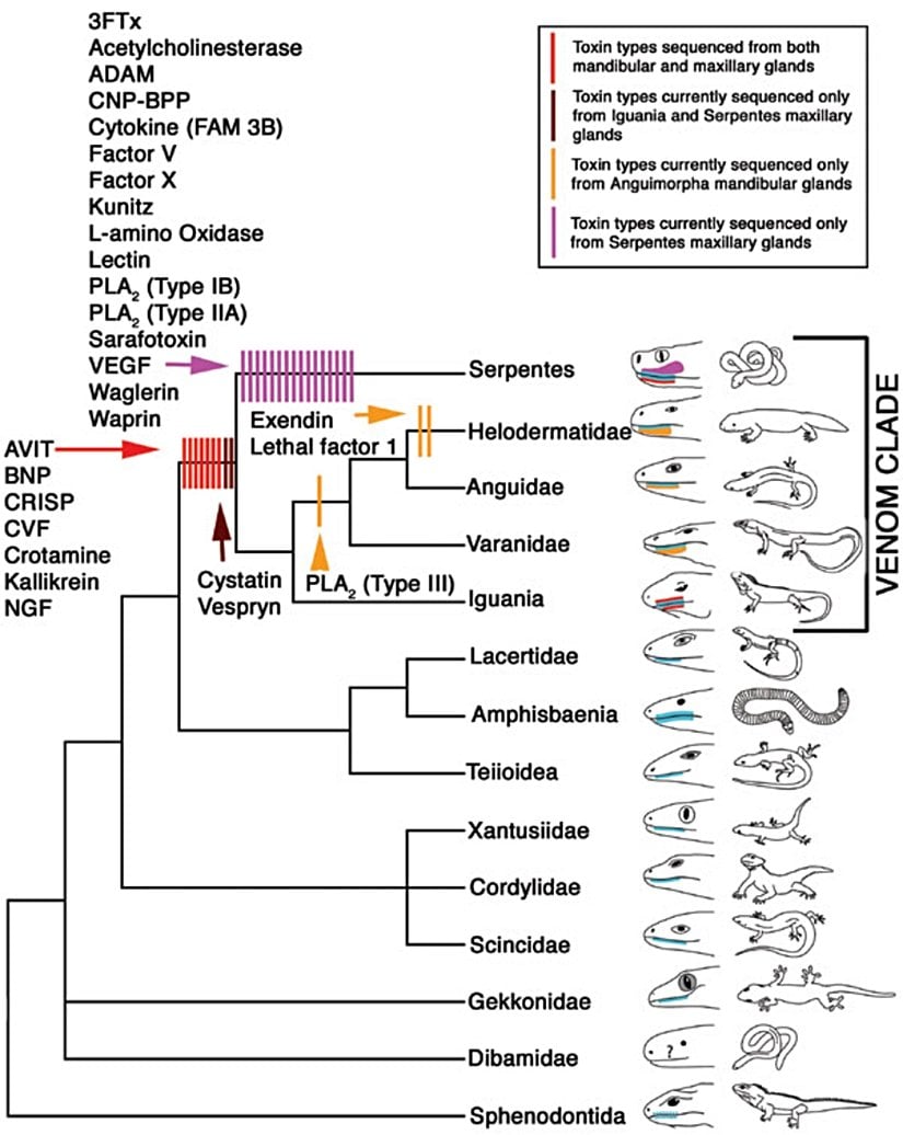 Zehirli sürüngenlerin evrimsel akrabalık ilişkileri ve taksonomisi...