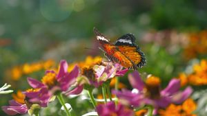 Biodiversity Talks Ignite Urgent Action At COP16