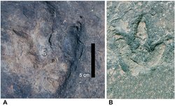 Atlantik Okyanusu’nun Karşı Kıyılarında Eşleşen Dinozor Ayak İzleri Bulundu.