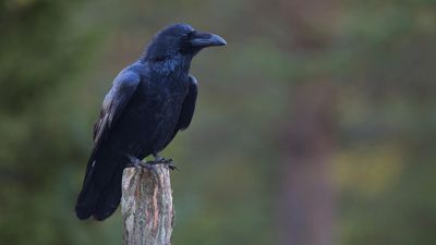 Geri Türleşme ve Evrimsel Konsodilasyon: Birbirinden 2 Milyon Yıl Önce Ayrılmış İki Kuzgun Türü, Birleşerek Tek Bir Türe Evrimleşiyor!