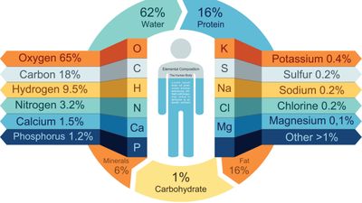 İnsanın Kimyasal Tarifi: Vücudunuzu Oluşturan Elementlerin Tam Listesi ve Miktarları