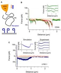 Structure and unusual binding mechanism of the hyaluronan receptor LYVE-1 mediating leucocyte entry to lymphatics - Nature Communications