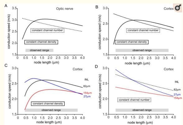 Ranvier boğumu uzunluğu (node uzunluğu) ile sinyal iletim hızı arasındaki ilişki