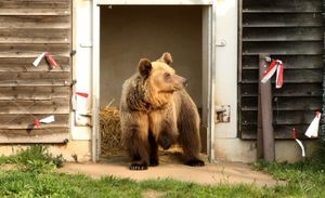 Massive 525-Pound Bear Rescued From Altadena Home