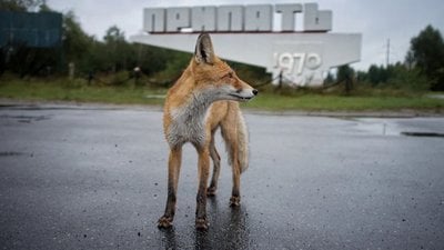 Çernobil'in Yaban Hayatı: Felaketin Ardından Doğa Nasıl Değişti?