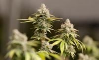 Trump considers marijuana reclassification - What that could mean for TN