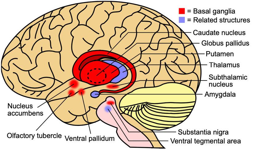 Beyindeki bazal ganglionların (kırmızı) ve ilgili yapıların (mavi) diyagramı.