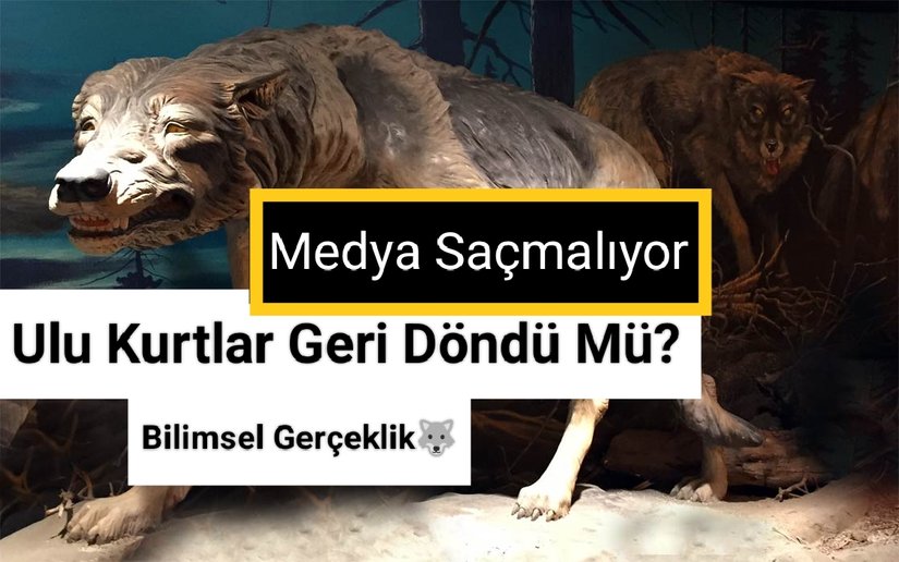 “Dire Wolf” (Aenocyon dirus)