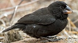 "Büyük Kuş", Sadece 2 Nesilde Gözümüzün Önünde Yeni Bir Türe Evrimleşti!