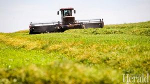 China's Tariff Crisis Hits Canadian Canola Producers Hard