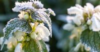 Eisheilige 2025: Kommen sie am Sonntag oder war’s das jetzt mit Frost?