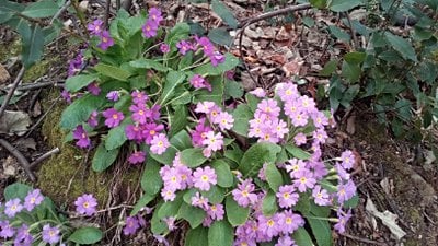 Mine çiçeğigiller (Verbenaceae)