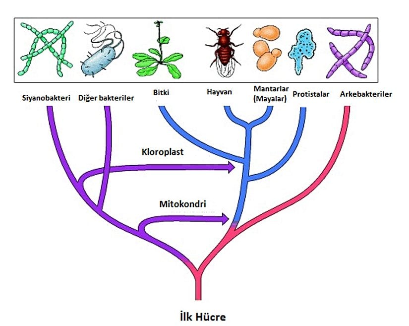 Hücrelerin Evrimi: Günümüz hücreleri iki farklı soya ayrılarak arkeabakterileri ve bakterileri oluşturan yaygın bir prokaryotik ortak atadan gelişmiştir. Ökaryotik hücreler, motokondileri ve ökaryotik geonumu oluşturan bakteri ve arkeabakterilerin genlerini barındıran barındıran aerobik bakteriler ile arkeabakterilerin endosimbiyotik ilişkisinden gelişmiş olabilir. Daha sonra kloroplastlar siyanobakteriler ile bitkilerin atasının endosimbiyotik ilişkisi sonucu evrimleşmiştir.