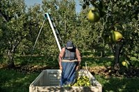 Takeaways from AP's report on the growing dangers of heat on pregnant agriculture workers