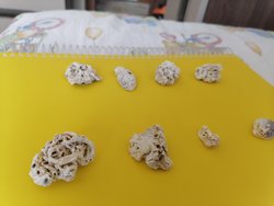 Fosilleşmiş canlı mı, yoksa delikli taş mı?