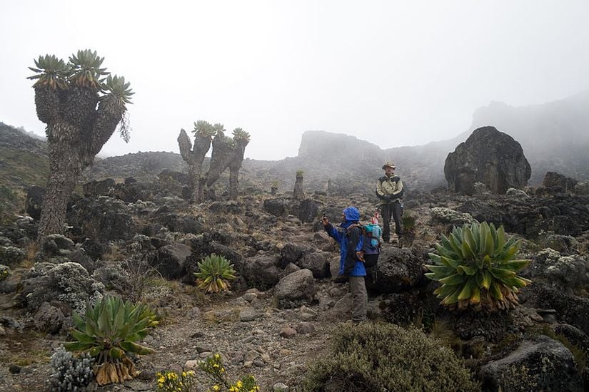 Barranco Vadisi'nden Barranco Kamp Alanı'na inerek gözlemlenen Senecio kilimanjari popülasyonu.