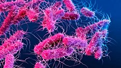 Türk bilim insanı Özden Baltekin İngiltere'de prestijli Longitude Ödülü'nü kazanan ekipte: 'Antibiyotik direncine karşı çığır açtılar