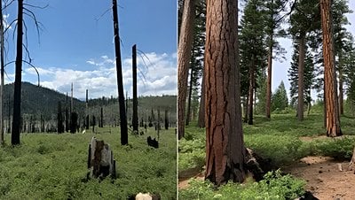 Özel Şirketler Tarafından Yönetilen Ormanlarda Büyük Şiddetli Yangın Riski Daha Fazla!