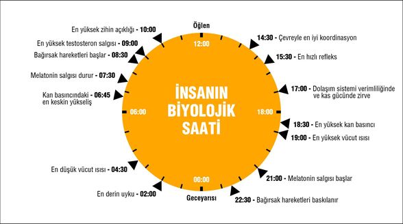 İnsanın biyolojik saati