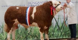 Record-Breaking Sale At Dungannon For Corrick Presley Bull