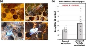 Study Reveals How Host Interactions Shape Bee Viromes