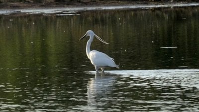 Balıkçılgiller (Ardeidae)