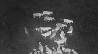 Drones blasting AC/DC and Scarlett Johansson are helping biologists protect cattle from wo