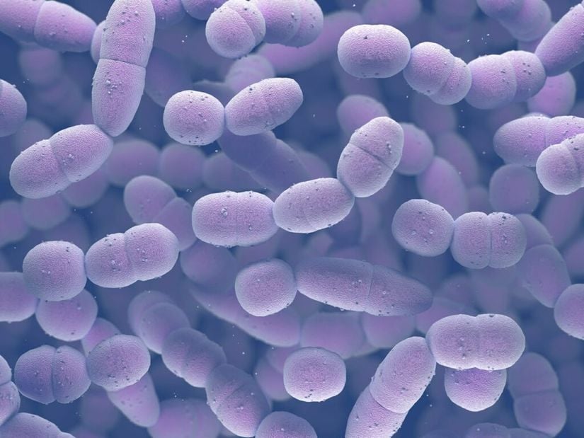 Pnömokok bakterileri (Streptococcus pneumoniae)