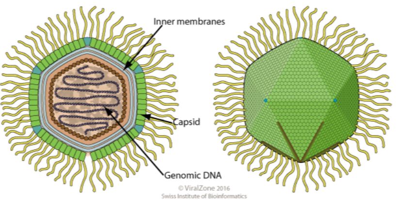 Mimivirus cinsine ait bir virionun şematik çizimi (kesit ve yan görünüm), filamanlar (&quot;saçlar&quot;) ve yıldız kapısı (&quot;stargate&quot;) (aşağıdan) şeklinde gösteriliyor.