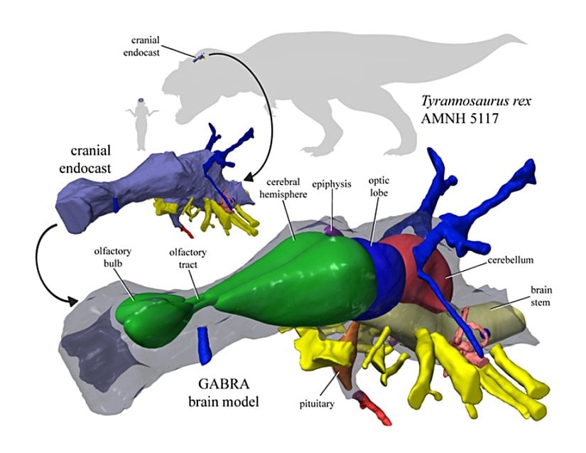 Bir T. rex kafatası fosilinin iç şeklini modelleyerek oluşturulan T. rex beyin modeli.
