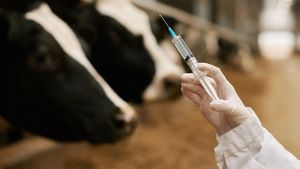 Study Evaluates Avian Influenza Vaccine Efficacy In Cattle