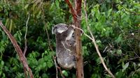 Australia approves vaccine to protect koalas from chlamydia
