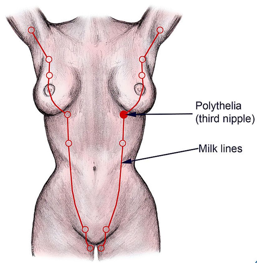 Mammary Ridge