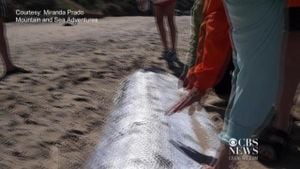 Rare Oarfish Washes Ashore Off La Jolla