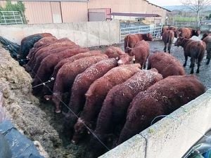 French Farmers Embrace Breed Changes And Sustainable Practices