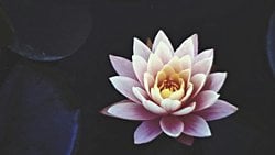 MS Hastalığına Alternatif Bir Bakış: Hormonel Kutupluluk ve Nörofrekans Teorisi Üzerinden Bir Yorum