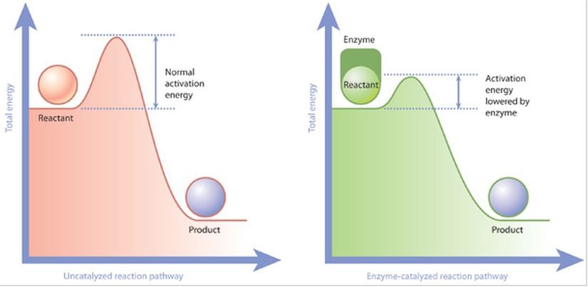 Enzimler ve aktivasyon enerjisi: Enzimler, bir reaktanı bir ürüne dönüştürmek için gerekli aktivasyon enerjisini düşürür. Solda bir enzim (kırmızı) tarafından katalize edilmeyen bir reaksiyon ve sağda (yeşil) olan bir reaksiyon. Enzim katalizli reaksiyonda, enzim, reaktanta bağlanır ve bir ürüne dönüşmesini kolaylaştırır. Sonuç olarak, enzim katalizli reaksiyon yolu, reaksiyon ilerlemeden önce üstesinden gelinmesi gereken daha küçük bir enerji bariyerine (aktivasyon enerjisi) sahiptir.