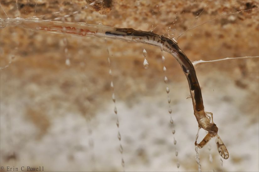 A. luminosa'nın tuzağına takılan bir böcek