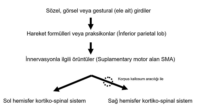 Şekil 1: İdeomotor praksi için basitleştirilmiş beyin bölümleri ile ilgili model. (Heilman KM ve Rothi LJG'den uyarlanmıştır.)