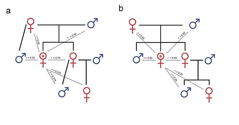 Haplodiploit ve diploit türlerde akrabalık modelleri Dişi bir bireyin (kırmızı yıldızla işaretli) akrabaları ile olan yakınlığını gösteren, annesinin yalnızca bir erkek bireyle (yani dişinin babasıyla) çiftleştiğini varsayarak hazırlanmış (a) haplodiploit ve (b) diploit aile ağaçları. Tekil çiftleşen haplodiploit türlerde dişiler, erkek kardeşlerine göre (r = 0,25) kız kardeşleri ile (r = 0,75) daha yakın akrabadırlar. Ayrıca kendi yeğenlerine olan akrabalık derecesi, haplodiploit dişilerde (r = 0,375, Şekil 1a), diploit dişilere göre (r = 0,25, Şekil 1b) daha fazladır. Ne var ki, pek çok haplodiploit türde (bal arısı da dahil) analar çokkocalıdırlar ve işçilerin çoğunun öz kardeş değil de üvey kız kardeş olduğu yavrular üretirler (r 0,25 ile 0,5 arasında; gerçek değer, ananın çiftleştiği erkek sayısına bağlıdır). Analar çok sayıda erkek ile çiftleştiğinde işçiler, üvey kız kardeşlerinin oğullarındansa (yeğenleri, r 0,125 ile 0,25 arasında) ananın oğullarına (kendilerinin erkek kardeşleri, r = 0,25) daha yakın akrabadırlar. Bu, işçilerin diğer işçileri denetlemeleri ve onların yumurtalarını yok etmeleri için teşvik oluşturur.