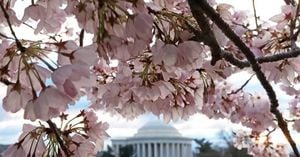 Cherry Blossoms Are Close To Peak Bloom In D.C.