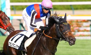 Hero Call Shines Bright At Niigata Race Day